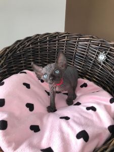 beautiful little Sphynx kittens