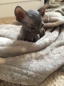 Gorgeous Loving Sphynx Kittens Available