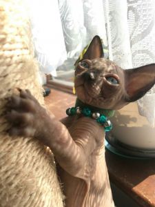 All 6 Beautiful Sphynx Kittens ready