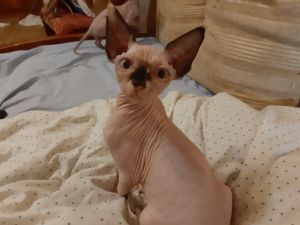 Sphynx Canadian kittens
