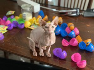 10 month old Sphynx named Coco