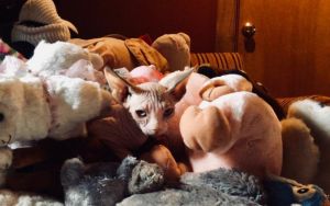 Free shipping , Cats and Kittens