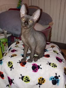 Sphynx kitten