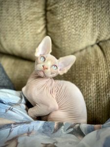 Sphynx Kitten