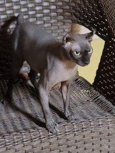 Male Sphynx