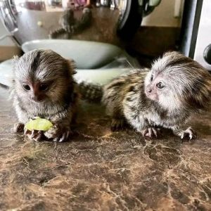 Charming Finger Marmoset Monkeys for sale