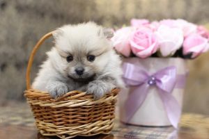 Exclusive Pomeranian Nano Spitz Puppies (Silver & White)