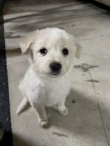 Indian spitz puppies