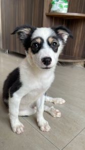 3 months old Spitz puppies