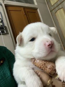 Want to sell cute pups