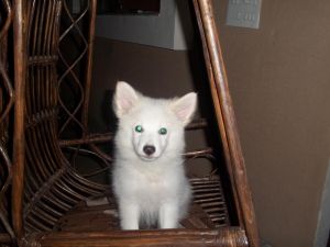 pomeranian and spitz on sale