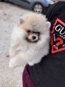 Camadas de Pomerania