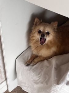 Nous recherchons un chiot garçon pour un paquet en échange d'un chiot