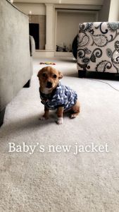 Small spitz puppy for sale