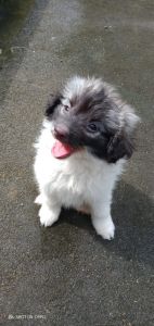 Grey and whitepomeranian/ spitz