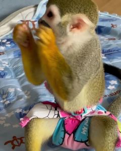 squirrel monkey for sale