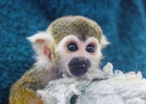 Cute Little Female squirrel monkey