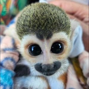 Monkeys for Rehoming