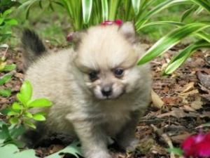 Beautiful Face Baby Capuchin Monkeys Available