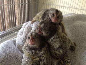 Mamorset monkeys