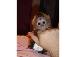 I HAVE AN ADORABLE BABY MARMOSET MONKEY FOR SALE !! When you purchase