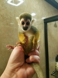 SQUIRREL MONKEY Female (Baby)