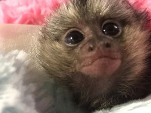 baby monkeys and babies TEXT OR CALL US .. (***) ***-***7