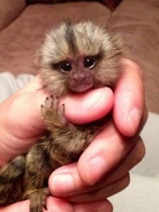 Sweet Face marmoset monkeys for sale***
