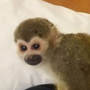 Adorable baby Squirrel monkeys for sale: ****