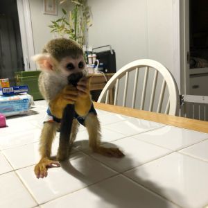 CUTE SQUIRREL MONKEYS READY TEXT +1 ***