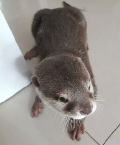 ASAIN OTTERS AVAILABLE NOW (***) ***-***5