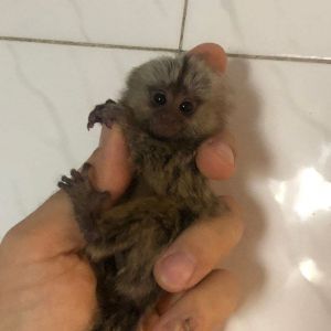 Cute Marmoset Monkeys Ready To Go