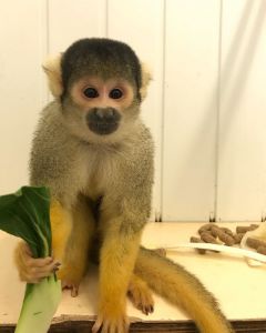 Squirrel monkey