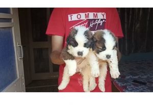 Pups for sale
