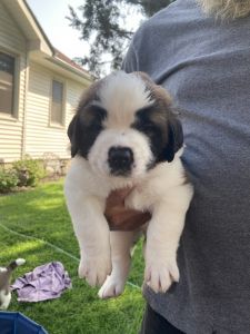 Saint Bernard Puppies