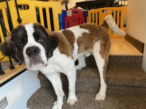 Big Puppy Looking for New Home