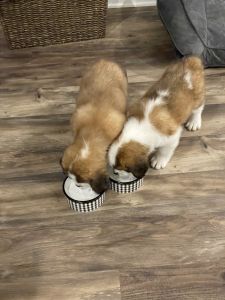 St. Bernard puppies