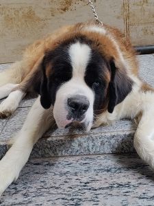 Saint Bernard male 1.4 month old Very friendly