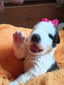 St Bernard puppies y