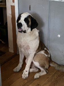 1year old saint female