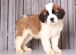 Beautiful Male and Female Saint Bernard Puppies