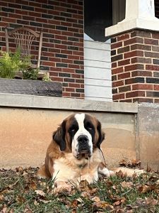 2yr old St.Bernard