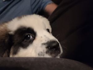 St. Bernard Puppoes