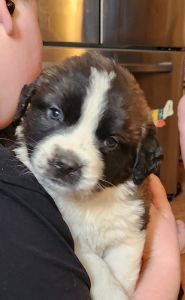 Saint bernard puppies