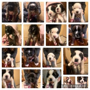 Saint Bernard/ German Shephards