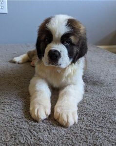 Adorable Saint Bernard Puppies Available