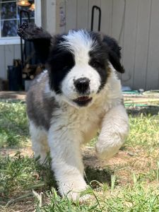 Saint Bernard Puppies