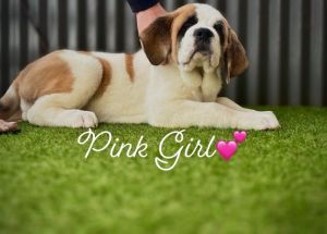 SAINT BERNARD PUPPIES