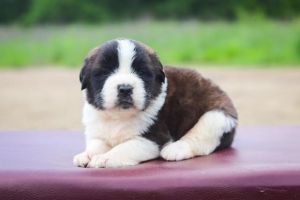 Purebred Saint Bernard puppies