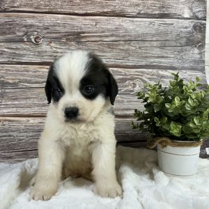 Saint Bernard @ ***
